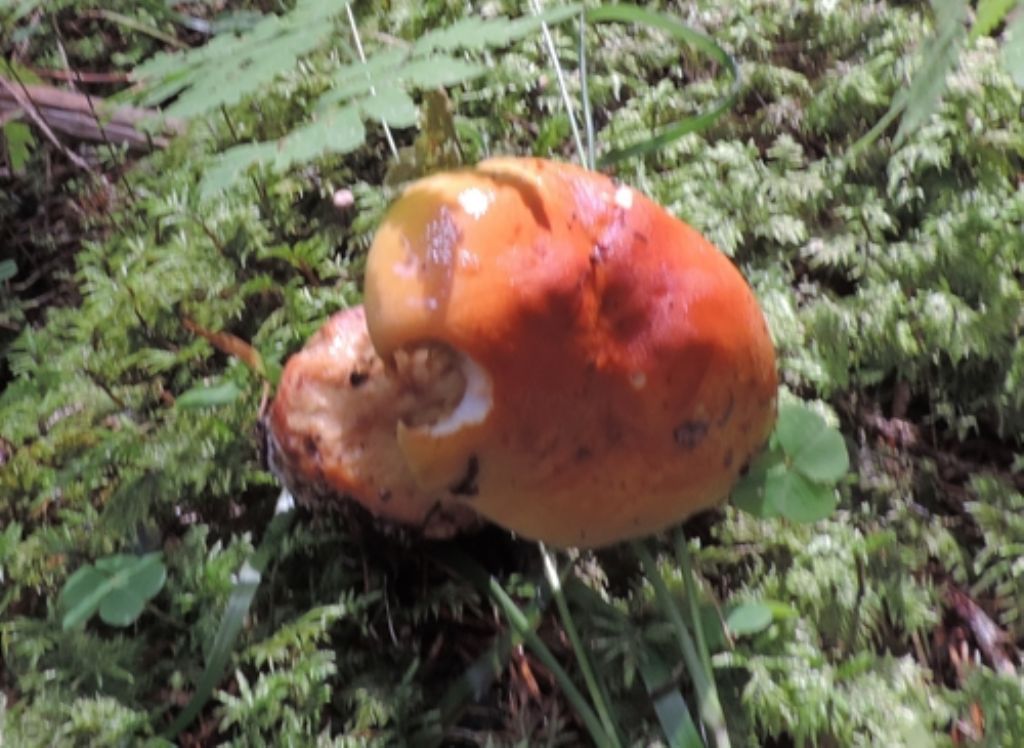 Ancora cortinarius